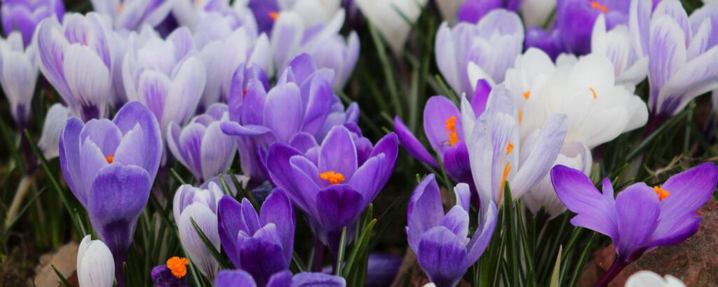 Фото 46 — Лесное варенье