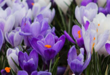 Photo of Лесное варенье