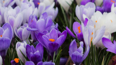 Photo of Лесное варенье