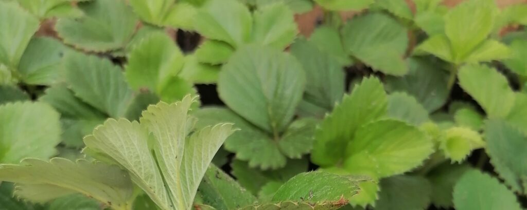 Фото 57 — Клубничный рай