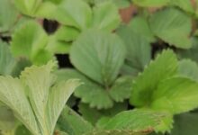 Photo of Клубничный рай