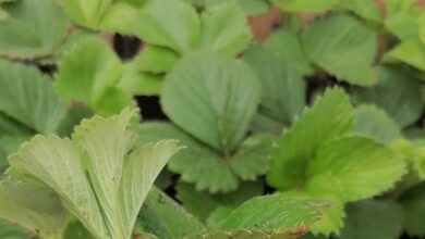 Photo of Клубничный рай