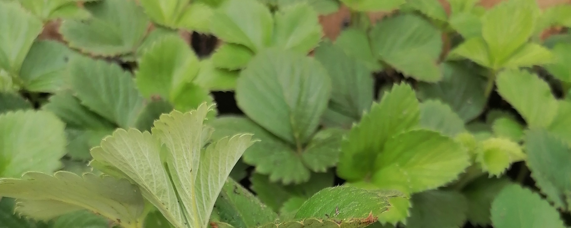 Фото 57 — Клубничный рай